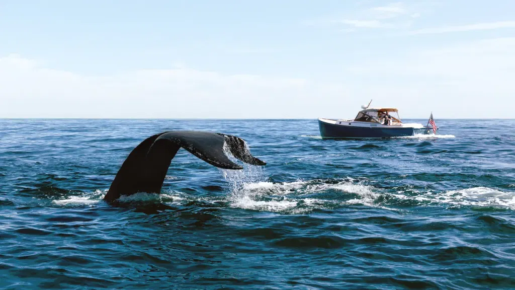 What's New on Cape Cod and the Islands This Summer—and the Underrated Spots to Explore