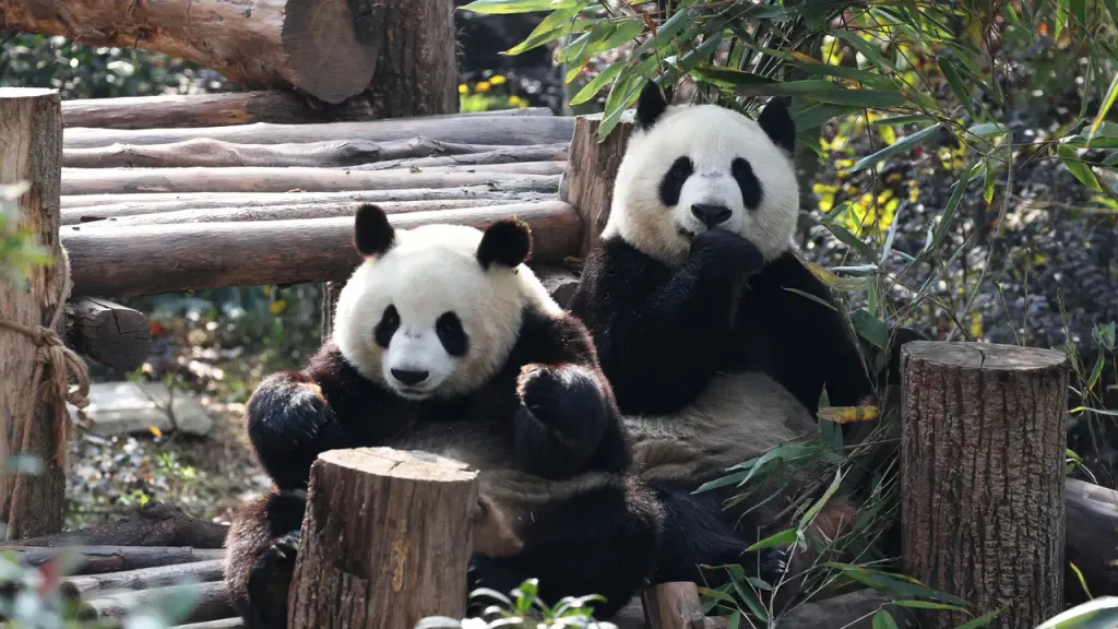 Beyond the Pandas, Chengdu Is China’s LGBTQ Capital and a Gastronomic Gem