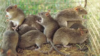 Lassa fever death toll hits 224 as fatality rate rises despite fewer new infections