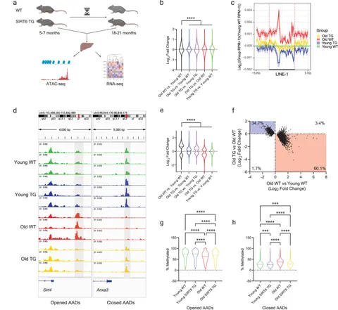 SIRT6 overexpression counteracts chromatin aging in the male murine liver