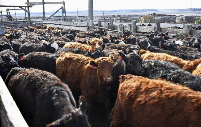 Keep Your Hat on and Keep Wrangling the Cattle