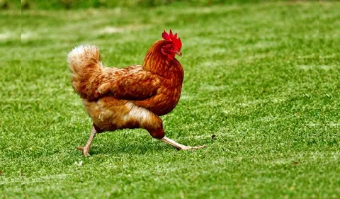 TSA's Clucking Crazy New Rules: Drinks Banned, Whole Chickens Now Welcome