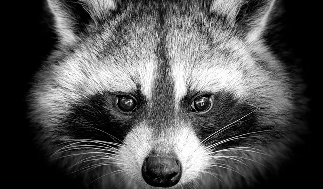 It's the Official 'Jimothy Summer' As Bizarre but Lovable Raccoon Takes Over the Internet