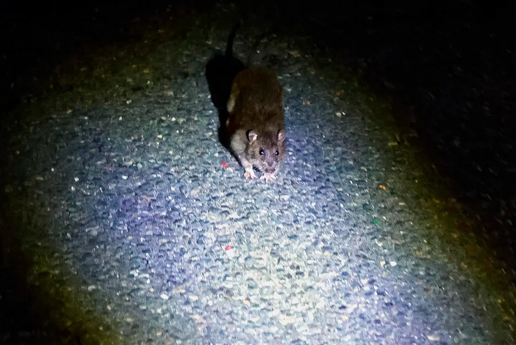 Rats are constantly talking to each other. Boston is using AI to eavesdrop