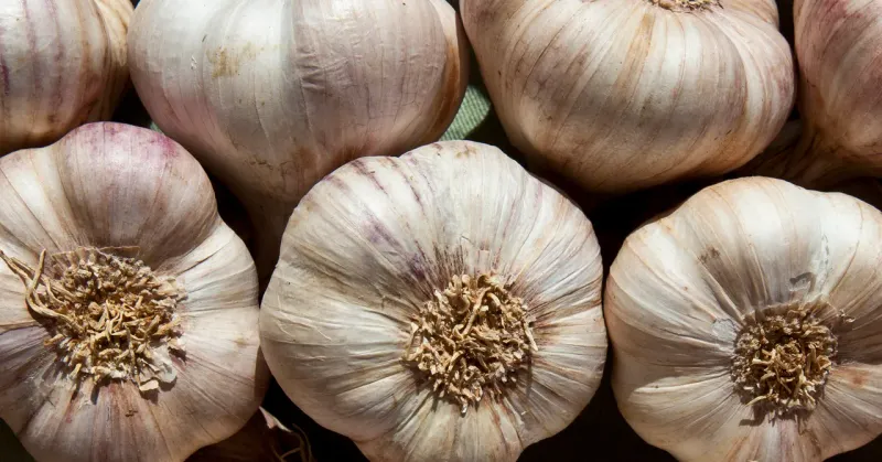 Why Garlic Repels Mosquitoes and Keeps Them From Breeding