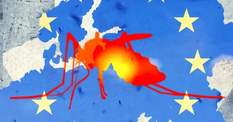 Tropical Diseases Like Dengue Fever and Chikungunya Are on the Rise in Europe