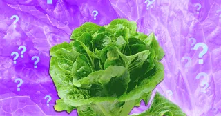 Is It Safe to Eat Lettuce Yet?