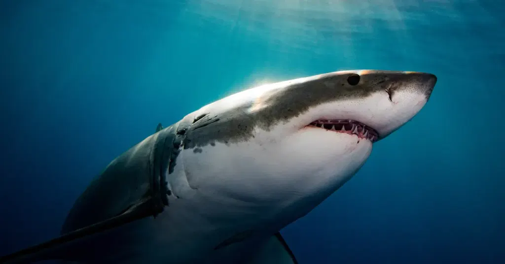 Why It Seems Like Great White Sharks Are Overrunning Maine