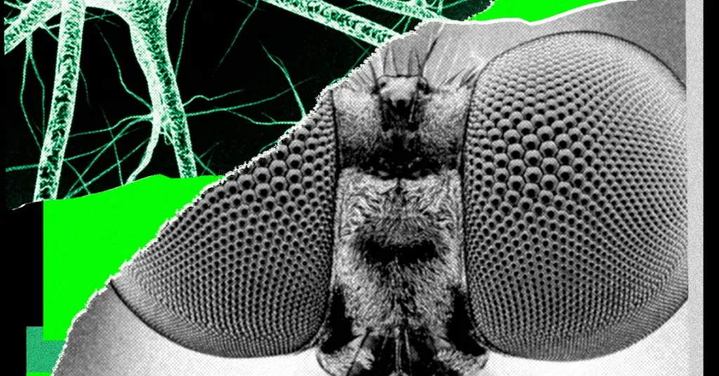 I Trained a Fly’s Brain to Generate WIRED Story Ideas