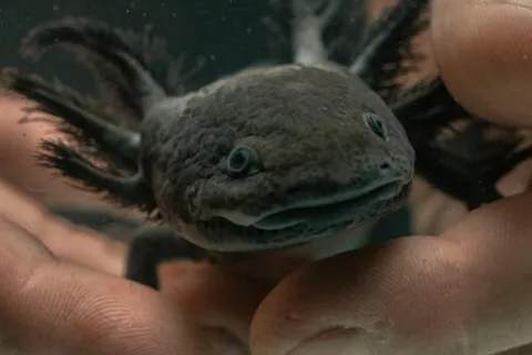 Mexico’s critically endangered axolotl proves an international success