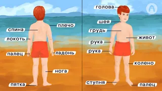 絵で見るロシア語辞典：体