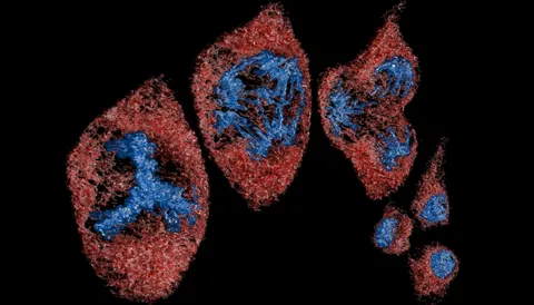 Hi-res microscopes give biologists petabytes of data. Scientists are creating an AI assistant to make sense of it.