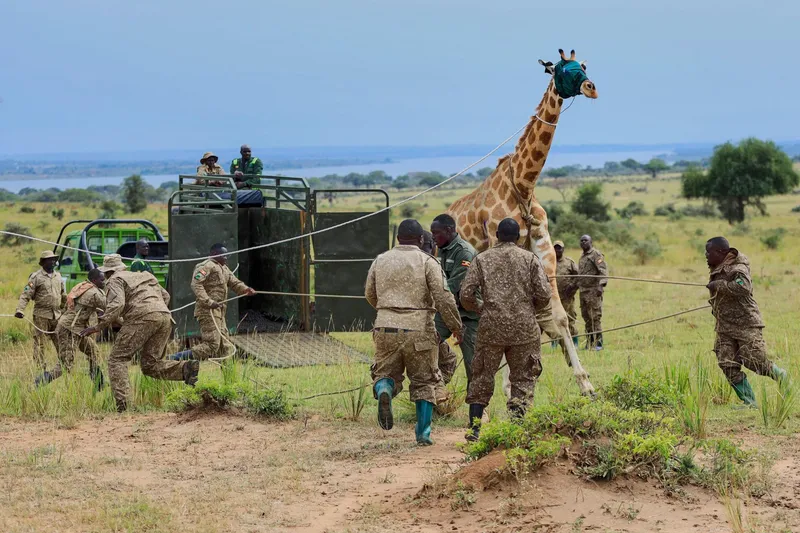 Giraffes given new home in Uganda to escape oil drilling in country's largest park