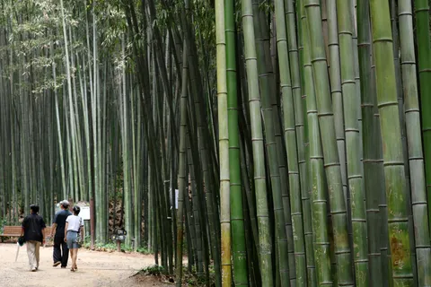 Nature's air conditioner: How urban forests are cooling Korea's heat waves