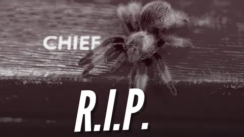 Gavin Williamson’s Tarantula Cronus Dies