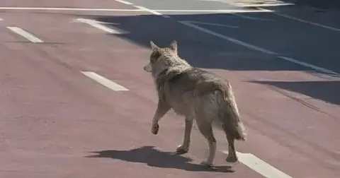 Man Arrested Over AI Image of Wolf That Escaped From Korean Zoo