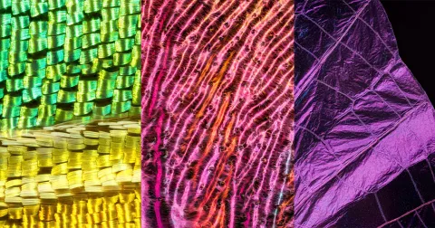 The Hidden World of Insect Wings Revealed by Macro Photographer