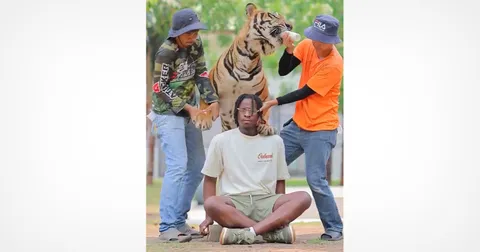 Disturbing Video of Tourist Posing With Tiger in Thailand Exposes Dark Photo Trend