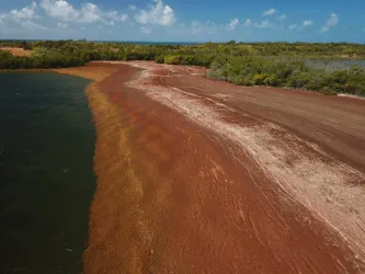 DRNA enfrenta aumento histórico de sargazo
