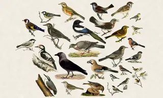 Show HN: An e-ink frame that hears birds and draws them as 1800s illustrations
