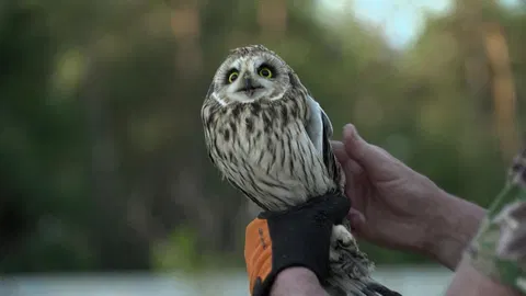 Ukraine's bird lovers long for peaceful skies
