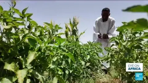 Iran war threatens Sudan's already fragile agricultural sector
