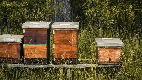 How Bees Came to the United States and Changed Our Landscape