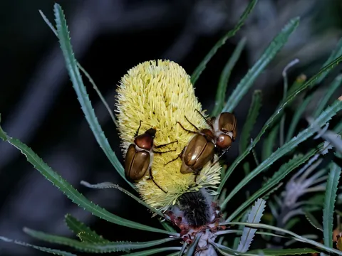 Beetle mating rituals key to Banksia populations