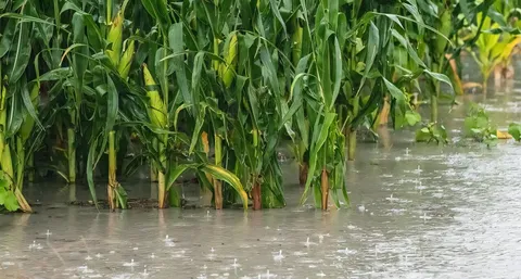 Corn Belt groundwater and irrigation boost thunderstorm complexes by 24–35%, simulations show