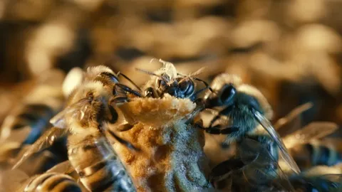 How honeybees really crown their queens