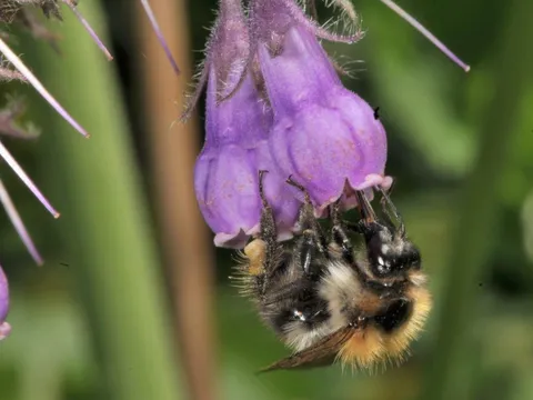 Insects in the city: Flowers alone may not be enough to sustain them