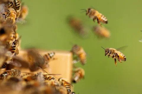 Bees found an unlikely new food source, and it could reshape how a destructive forest disease travels