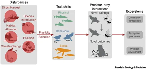 Humans reshape predator-prey rules across food webs, creating a challenging new world for wildlife