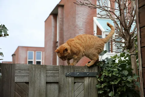 How you can stop your cat from bringing home unwelcome pathogens