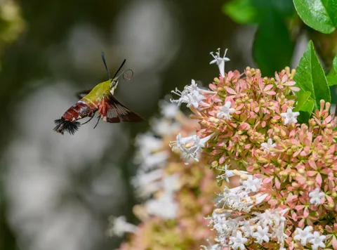 Evolutionary arms race stretches hawkmoths and flowers to extremes