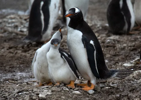 Gentoo penguins cope with climate change heat waves by breeding earlier