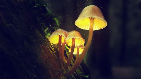 Glowing fungi expose final enzyme that could make bioluminescent tools more efficient