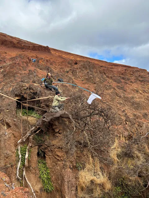 Last-of-its-kind tree clinging to cliffside finds new hope at botanic gardens