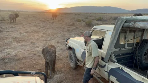 Lost elephant calf reunites with family after researchers track herd across Samburu reserve
