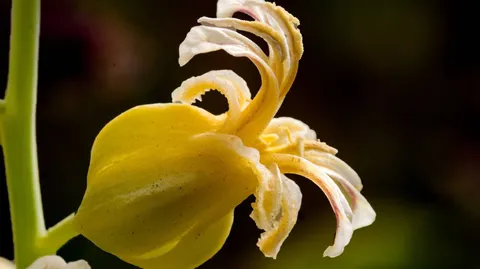 These California wildflowers could save other plants
