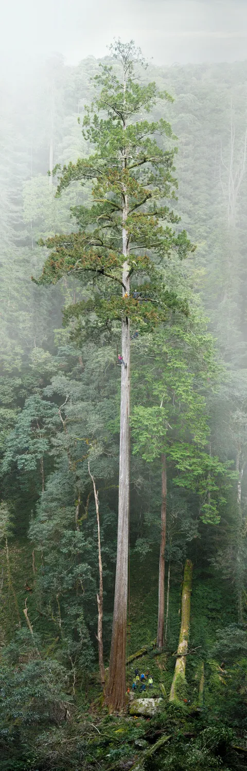 'The Heaven Sword' crowned as East Asia's tallest tree after a nearly decade-long search