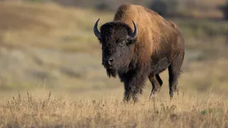 Yellowstone tourists get dangerously close to a resting bison in shocking nature video