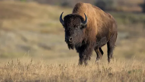 Yellowstone tourists get dangerously close to a resting bison in shocking nature video