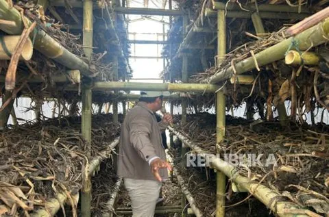 Eceng Gondok Disulap Jadi Media Jamur Merang, Buka Peluang Pendapatan Warga Bandung Barat