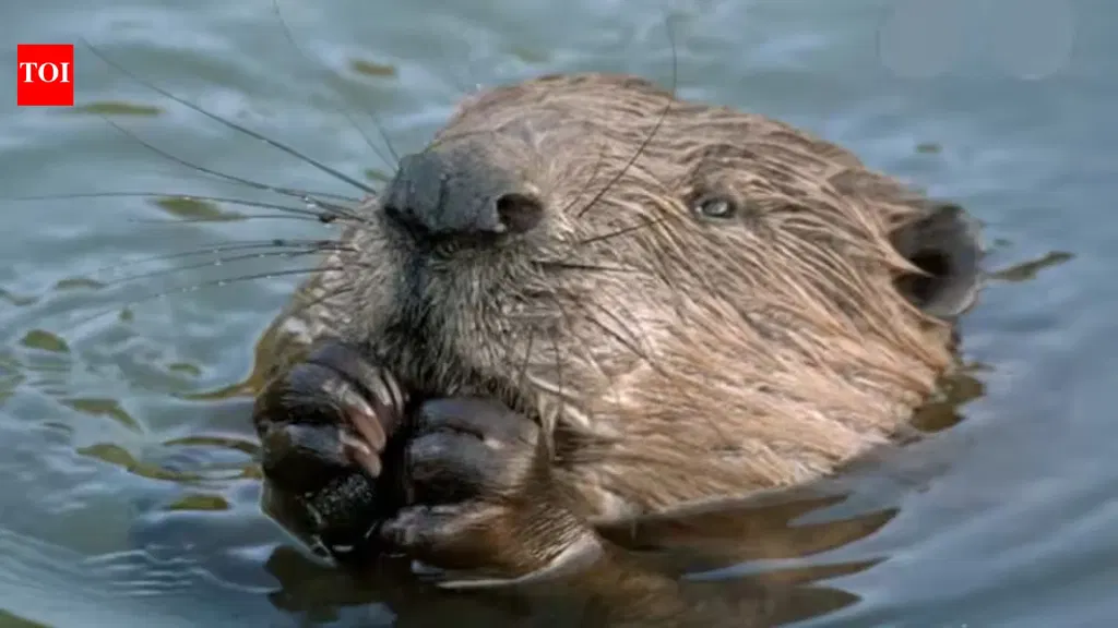 Council planned to spend millions on flooding, then beavers solved it