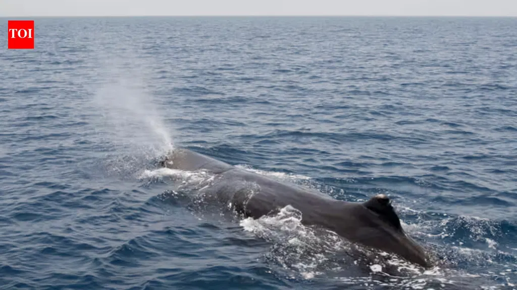 Sleeping sperm whales use gas bubbles to stay suspended underwater