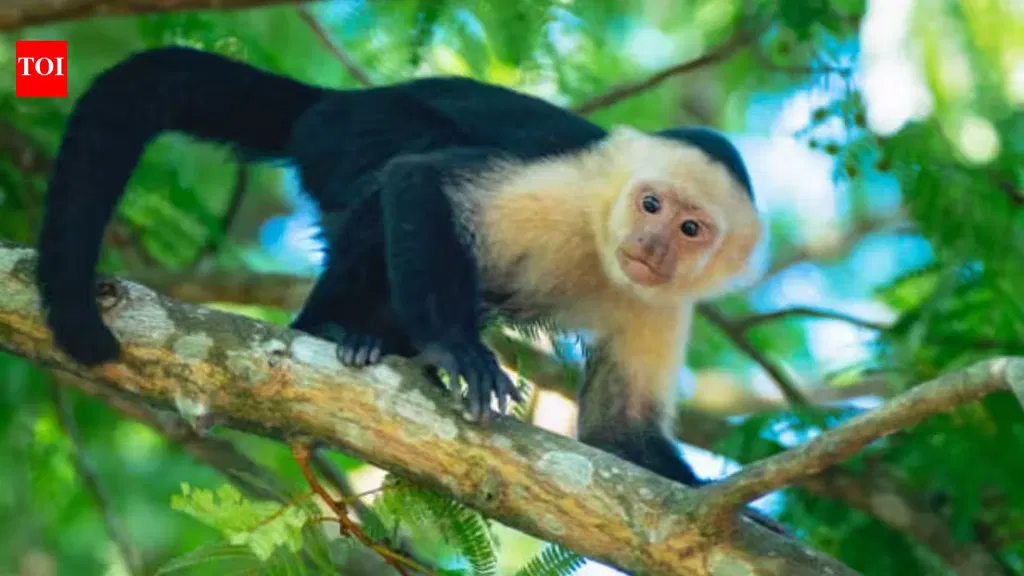 Monkey interact with AI touch screens in Costa Rica forest
