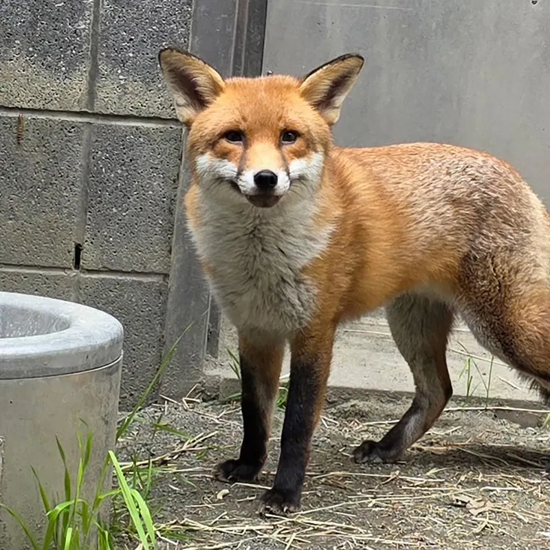 Stowaway Fox Gets Clean Bill of Health and a Name: Basil (Like ‘Dazzle’)