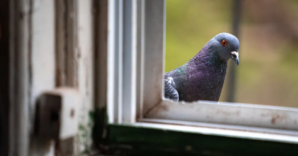 Pigeons and People Have Been Frenemies for Longer Than You Think