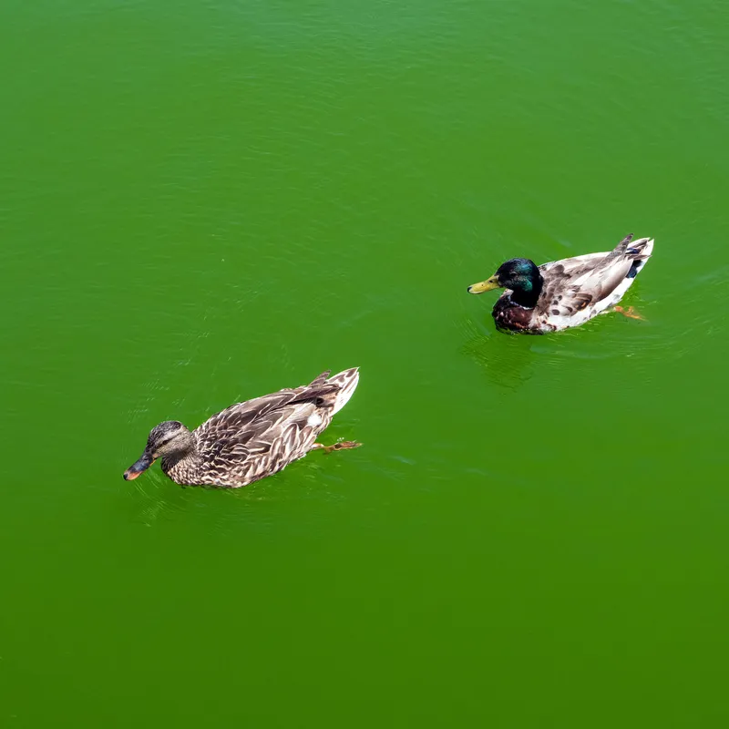 Algae Is Turning the Reflecting Pool Green. Again.